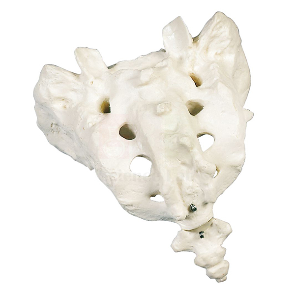 Human Sacrum and Coccyx